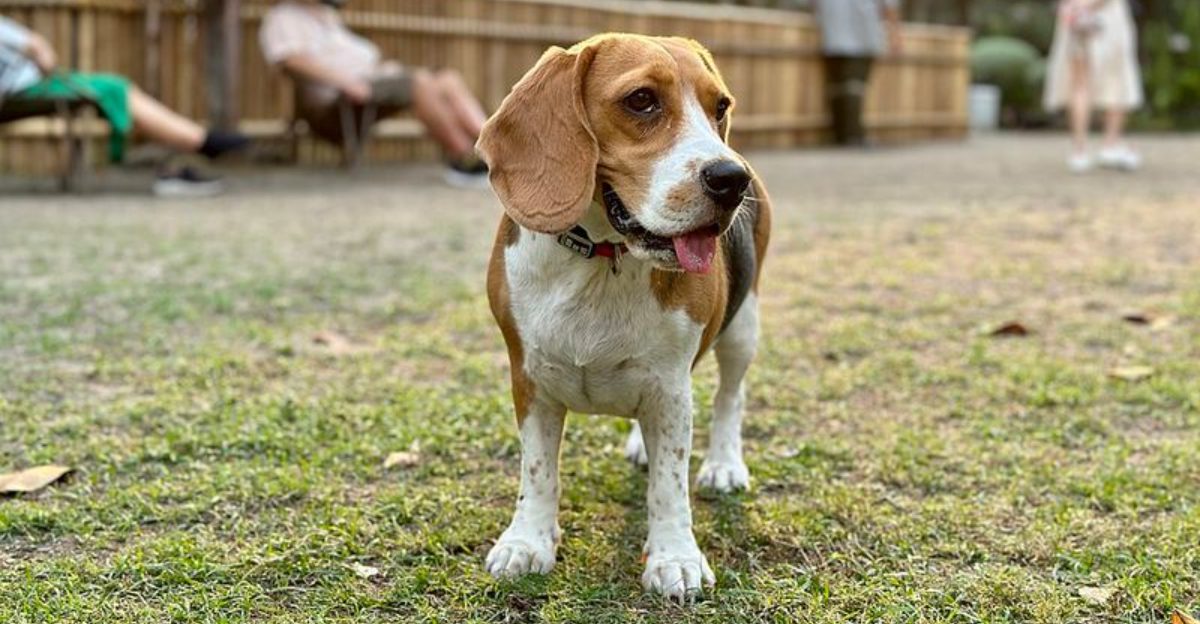 16 dog breeds that will befriend just about anyone