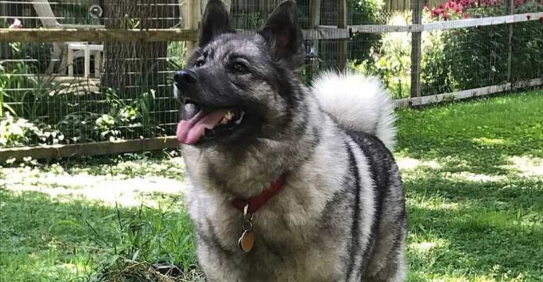 16 dog breeds that would probably dominate an island with no humans dog news