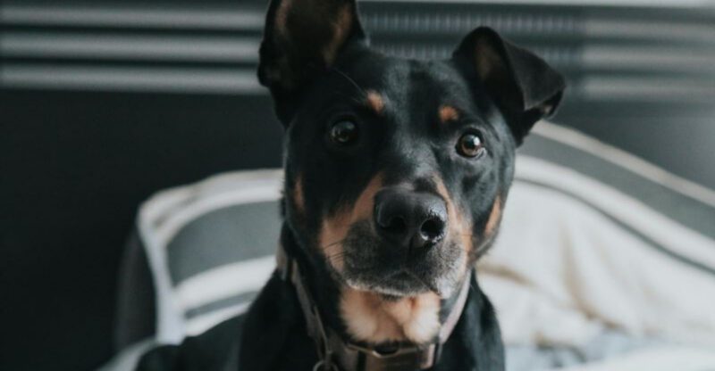 17 breeds people describe as all gas no brakes on walks