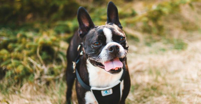 17 dog breeds owners excuse way too much just because they are cute