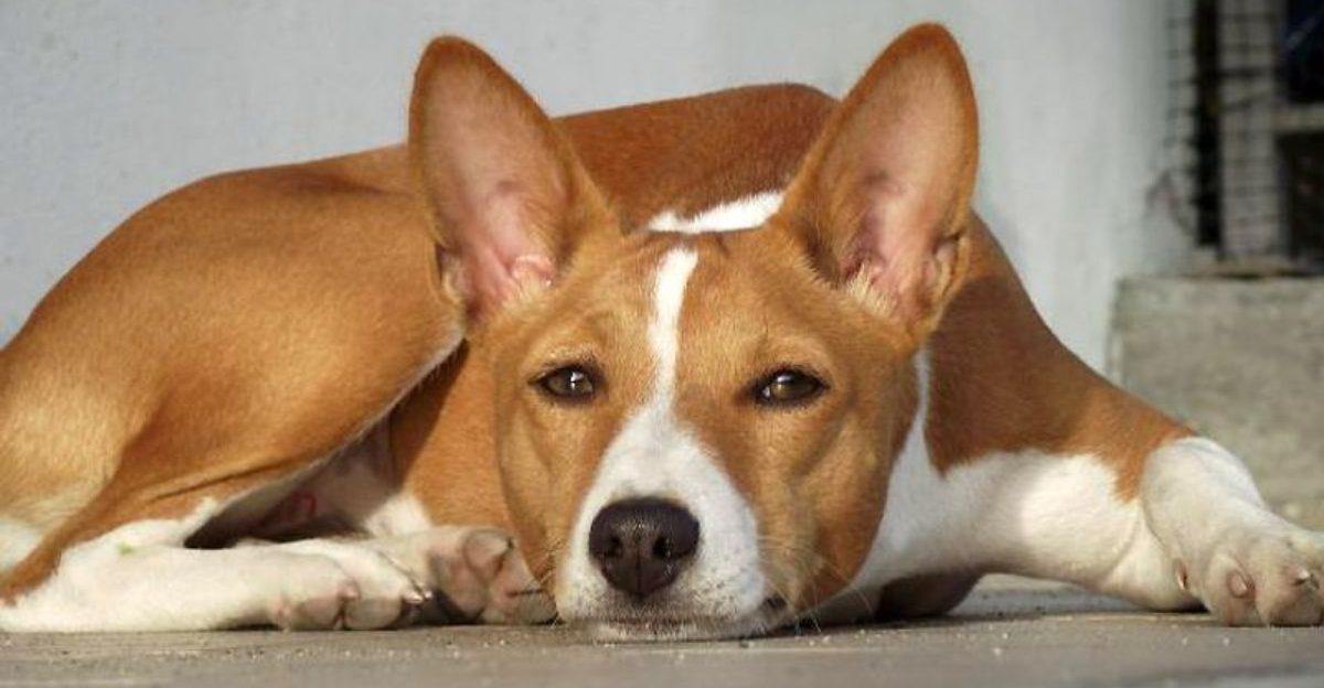 17 dog breeds owners keep misreading until a DNA test changes the whole story