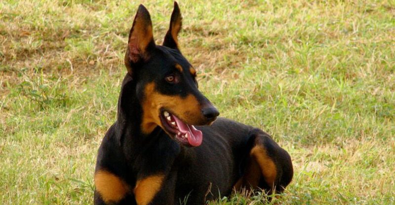 17 dog breeds people consistently misjudge until they actually spend time around them
