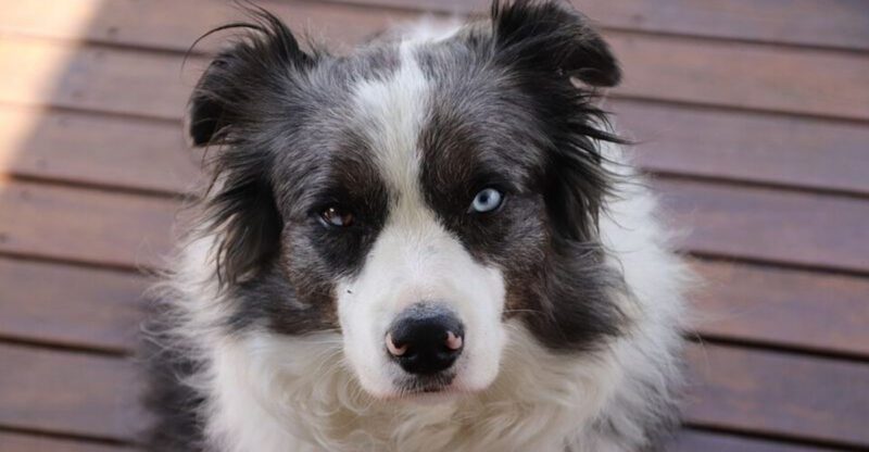 17 dog breeds that appear relaxed but stay mentally alert all the time