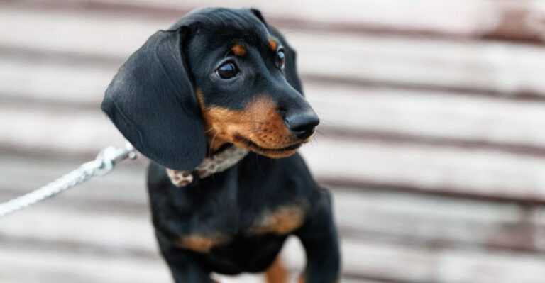 17 dog breeds that are overrated and people are finally starting to admit it dog news
