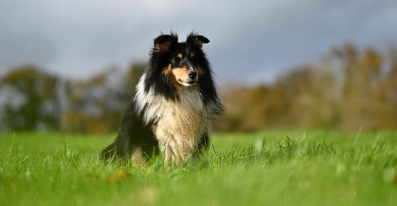 17 dog breeds that bond deeply but struggle when their person leaves the room