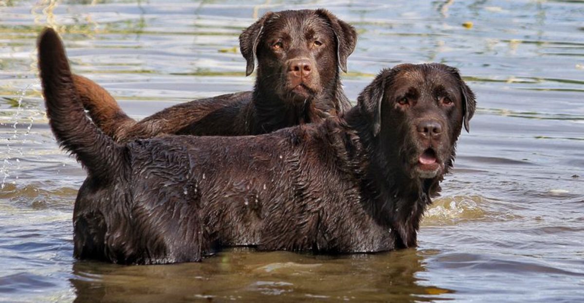 17 dog breeds that build patterns so precise they feel almost intentional