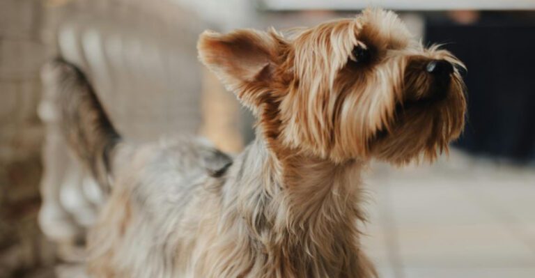 17 dog breeds that can make one human feel unexpectedly like their whole world dog news