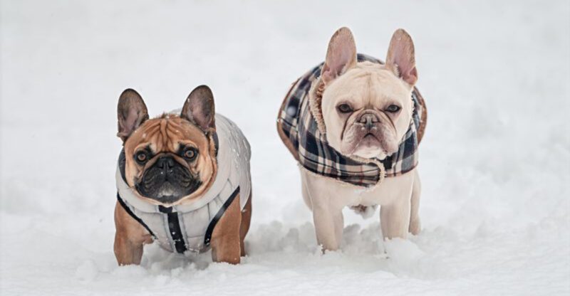 17 dog breeds that can make visitors forget why they came over in the first place