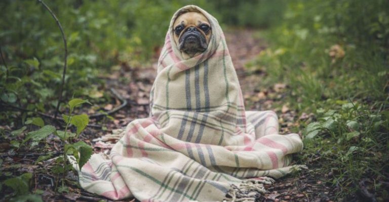 17 dog breeds that can turn an ordinary blanket into their entire personality for the day dog news