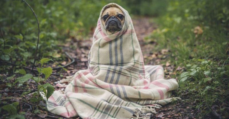 17 dog breeds that can turn an ordinary blanket into their entire personality for the day