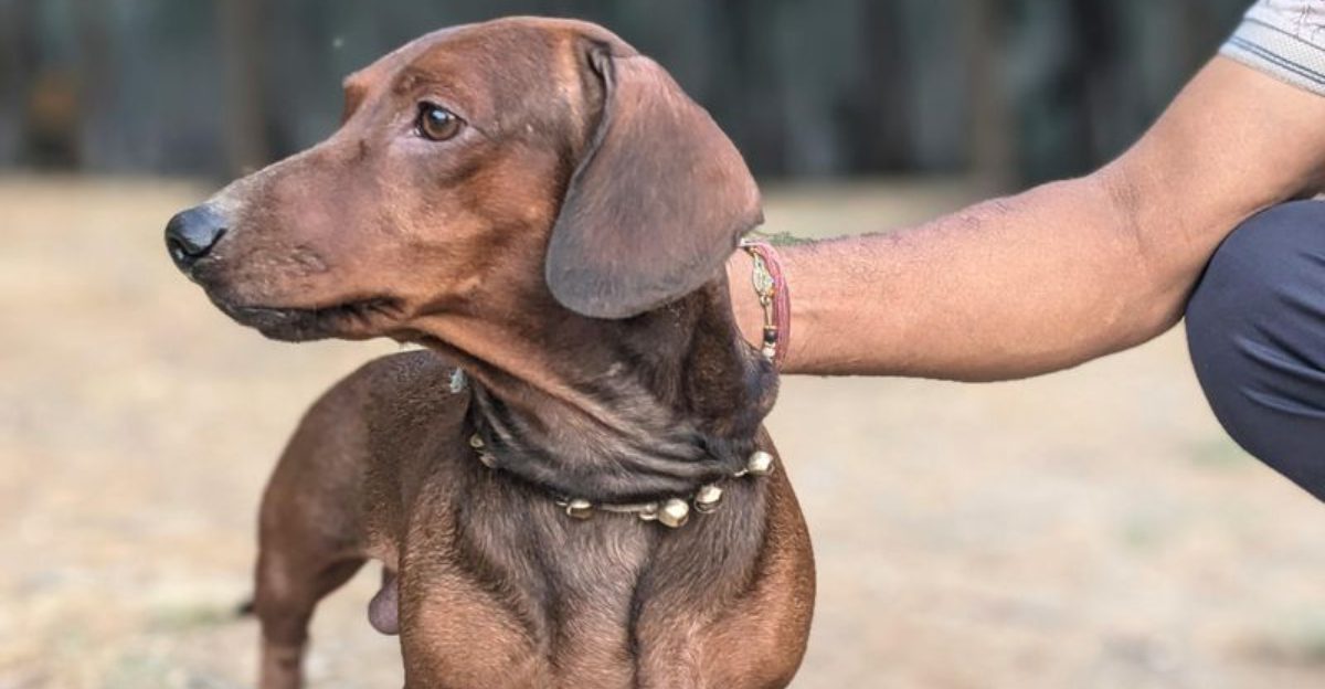 17 dog breeds that consistently rank among the most talked about across different countries