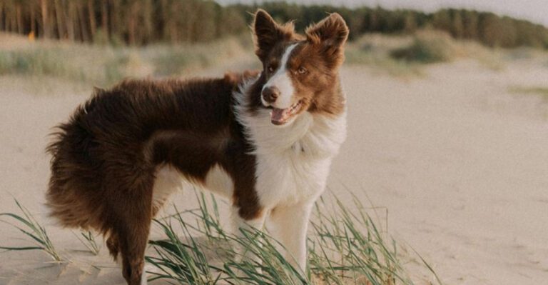 17 dog breeds that expose how unrealistic most dog advice really is dog news
