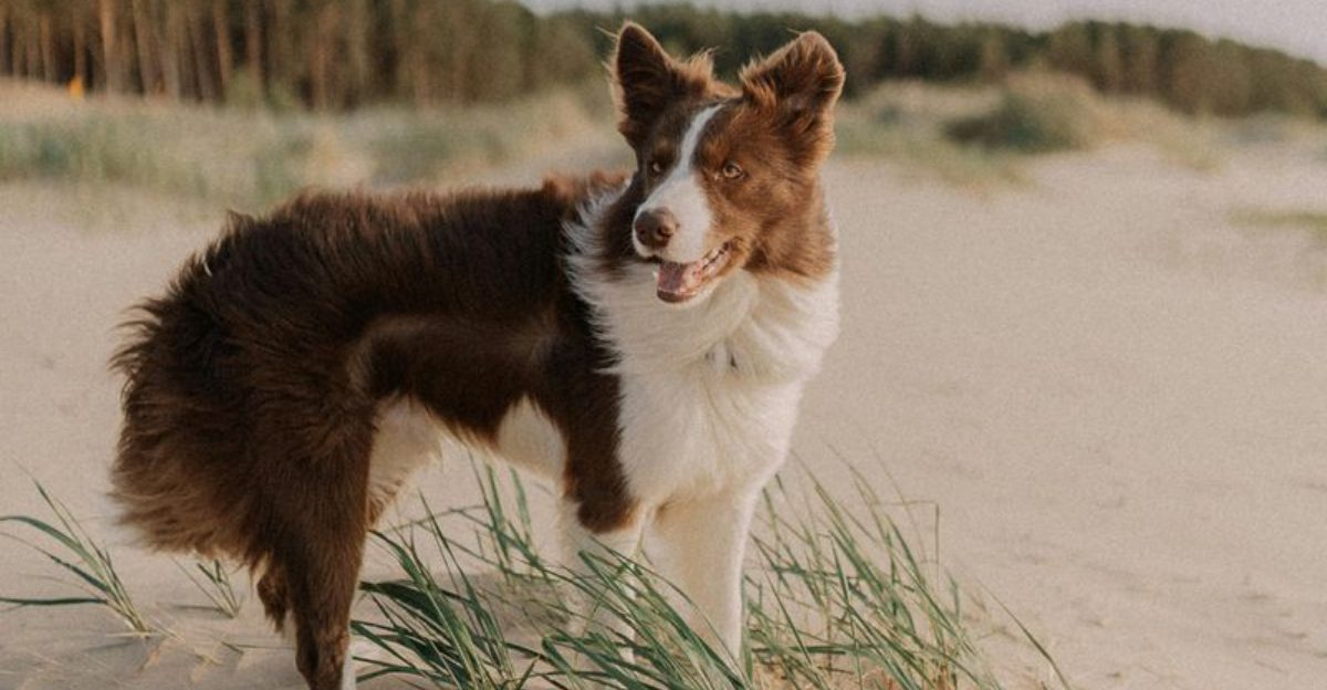 17 dog breeds that expose how unrealistic most dog advice really is