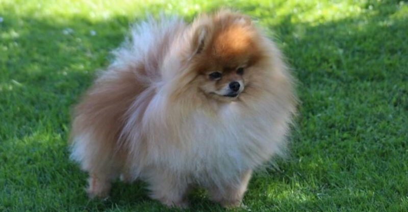 17 dog breeds that form strange little loyalty rituals only their owners fully understand