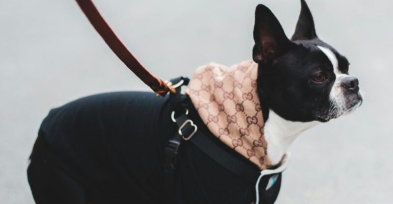 17 dog breeds that have faces owners swear are way too expressive for comfort