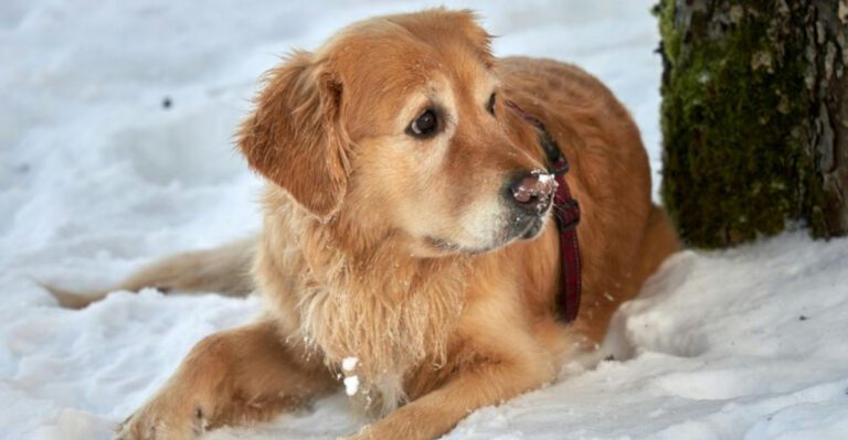 17 dog breeds that make coming home feel different in the best possible way dog news