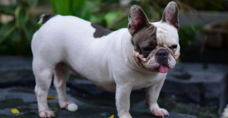 17 dog breeds that make owners wonder who is really training whom by the end of the first year dog news