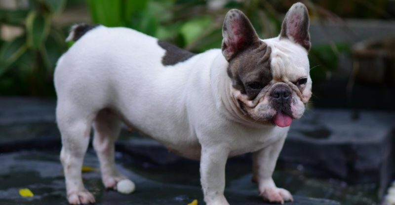 17 dog breeds that make owners wonder who is really training whom by the end of the first year