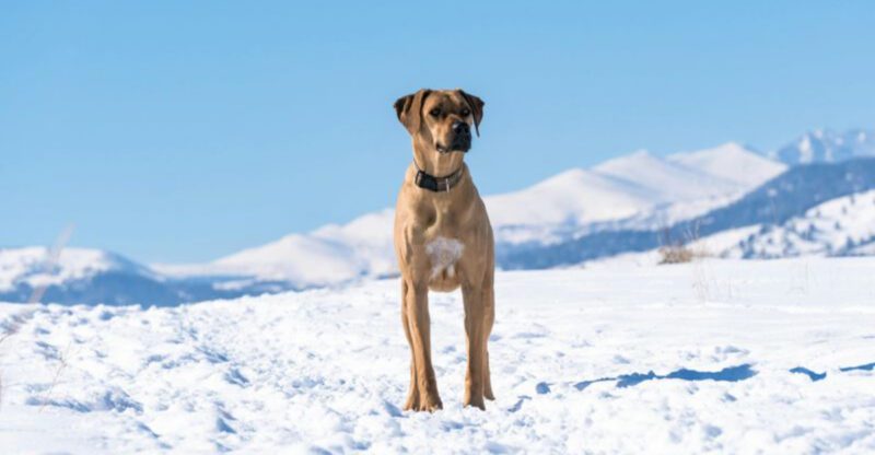 17 dog breeds that make some owners feel special and others feel completely outmatched