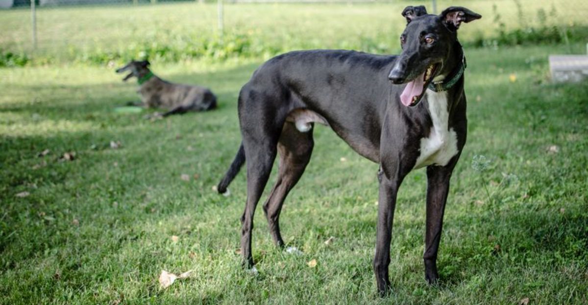 17 dog breeds that often leave a stronger impression than people