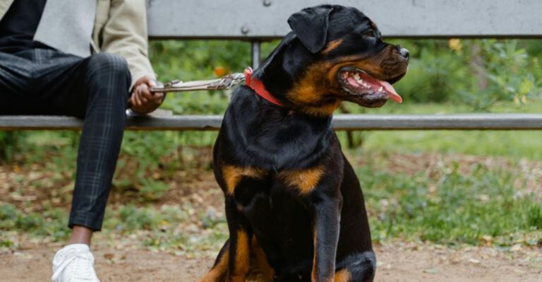 17 dog breeds that pace around before lying down like they are solving something important dog news