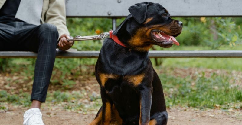 17 dog breeds that pace around before lying down like they are solving something important