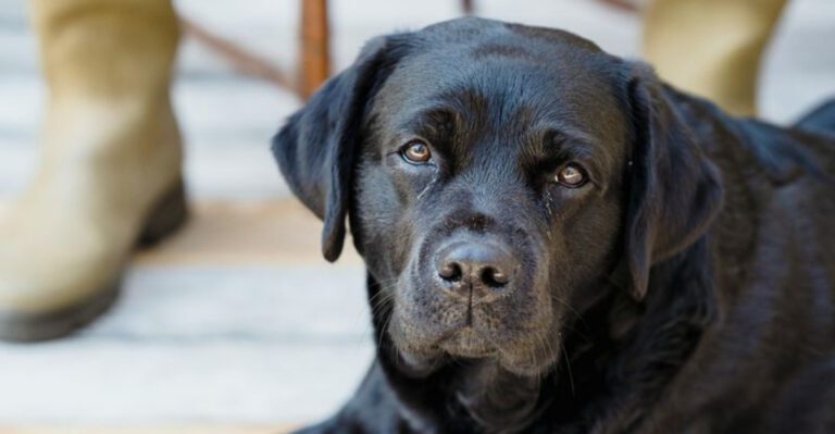 17 dog breeds that people recognize instantly even if they know nothing about dogs dog news