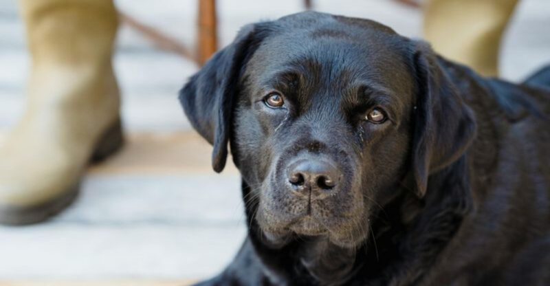 17 dog breeds that people recognize instantly even if they know nothing about dogs