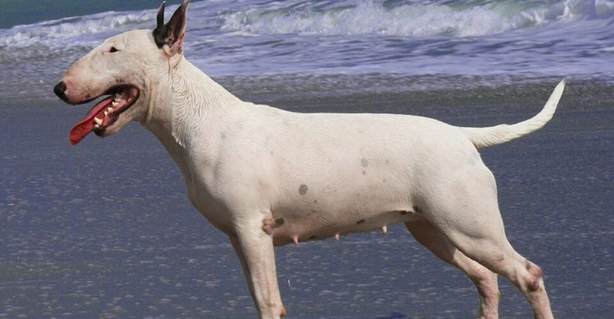 17 dog breeds that seem friendly but draw clear lines with strangers