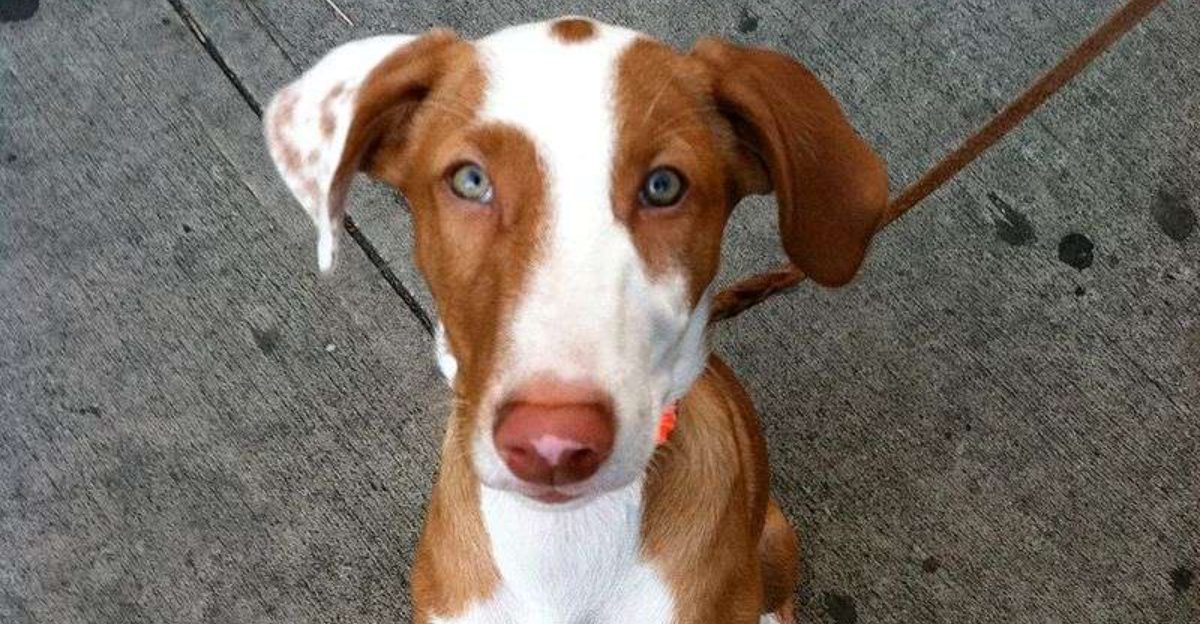 17 dog breeds that somehow look like they belong in another century