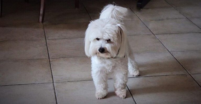 17 dog breeds that somehow make every family photo harder and better at the same time dog news