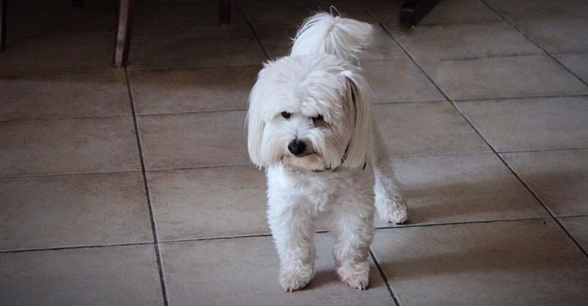 17 dog breeds that somehow make every family photo harder and better at the same time