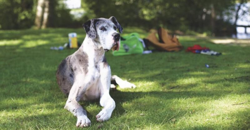 17 dog breeds that stay calm for years and then surprise everyone with their instincts