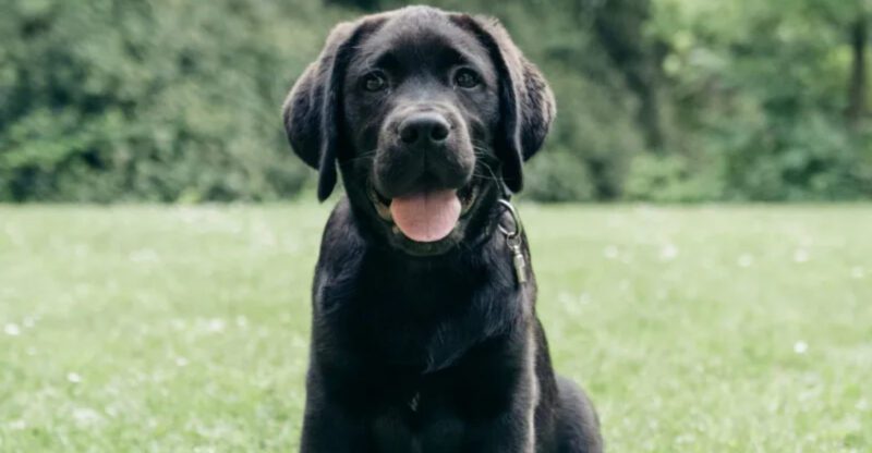 17 dog breeds that stay emotionally intense long after puppyhood fades