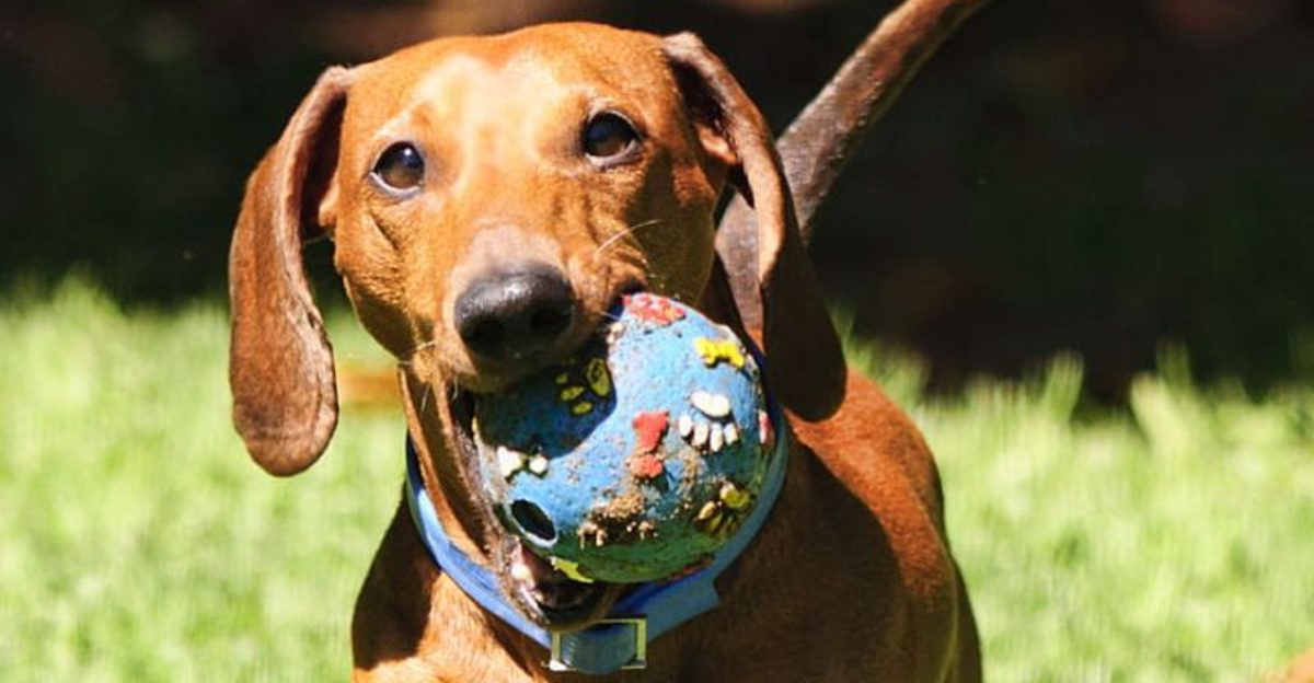 17 dog breeds that suddenly became more popular than anyone expected in recent years