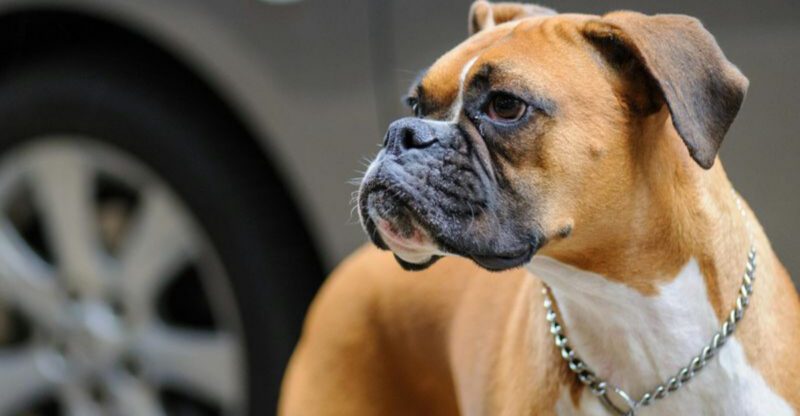 17 dog breeds that tend to have the biggest contrast between appearance and behavior