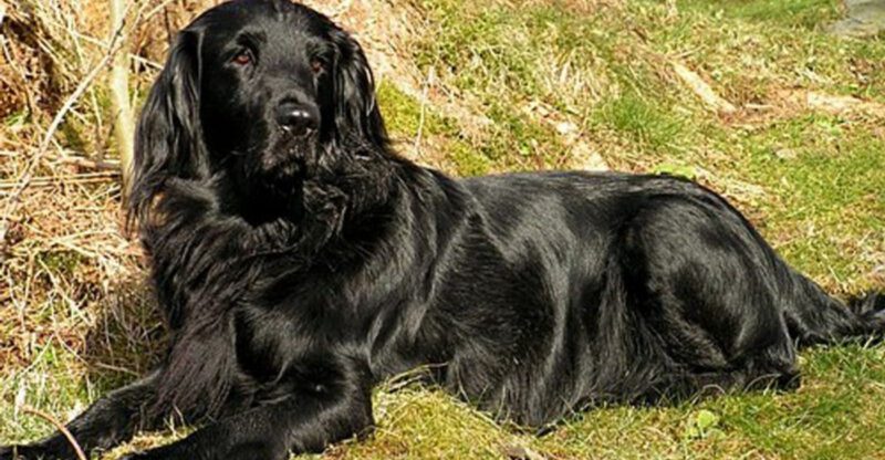 17 dog breeds that tend to stay playful well into adulthood