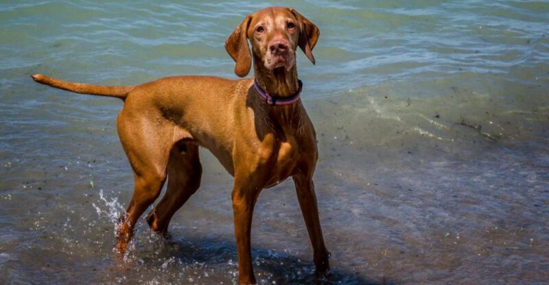 17 dog breeds that would probably be terrible at keeping secrets