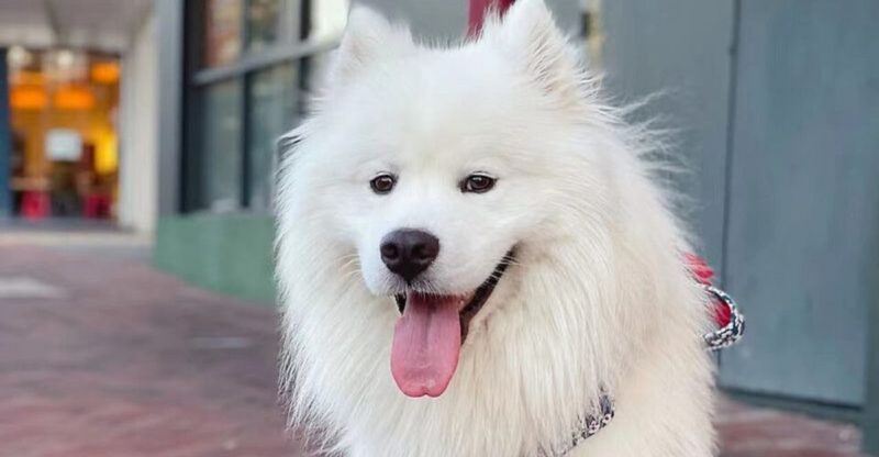 18 dog breeds that are so naturally charming they make strangers smile without trying