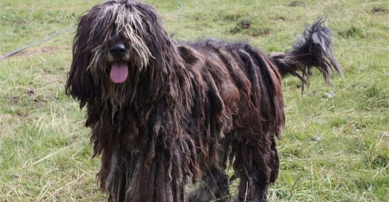 18 dog breeds that become calm only after they fully trust you