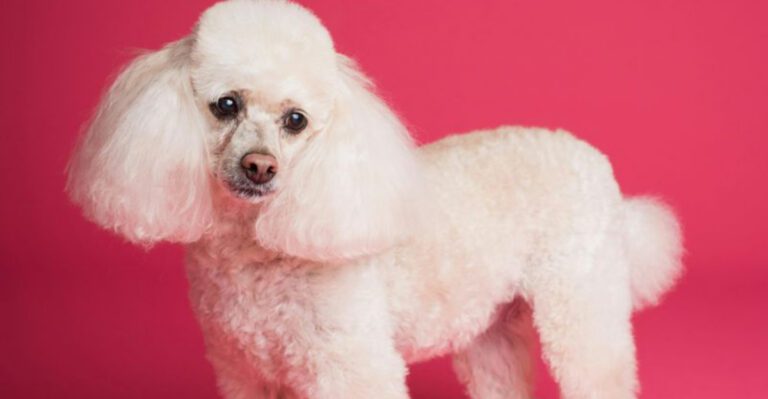 18 dog breeds that behave differently depending on who they are with dog news