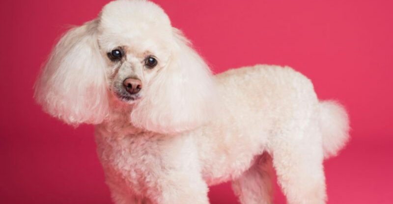 18 dog breeds that behave differently depending on who they are with