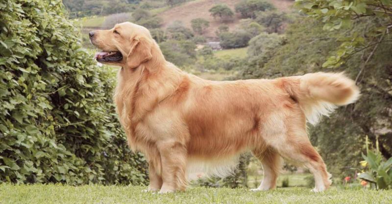 18 dog breeds that behave one way in the morning and another by evening