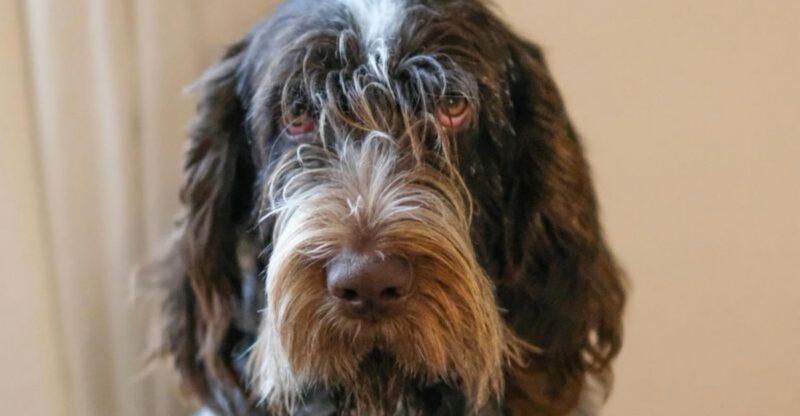 18 dog breeds that bring a strange sense of ceremony to weekend mornings