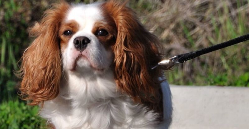 18 dog breeds that bring a suspicious amount of emotion to closed doors
