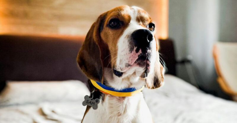 18 dog breeds that bring charm loyalty and just enough mischief into one package