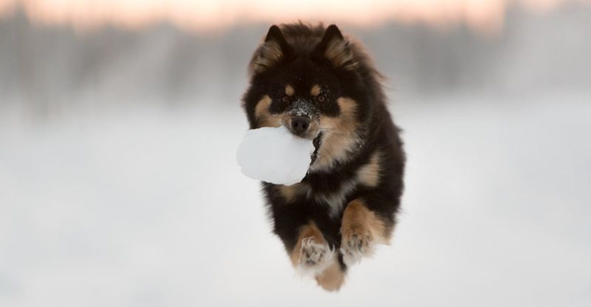 18 dog breeds that can make the outdoors feel a lot harder to leave behind