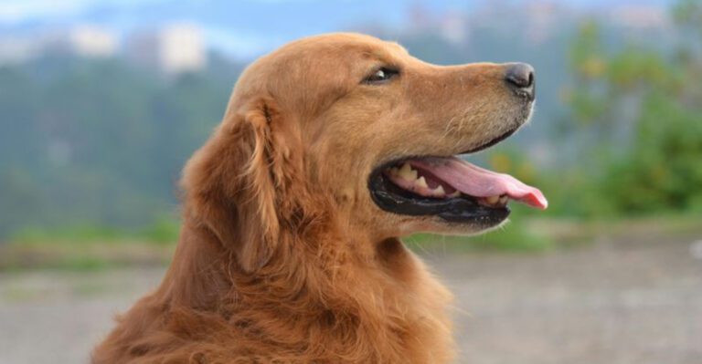 18 dog breeds that may need home upgrades as they get older dog news