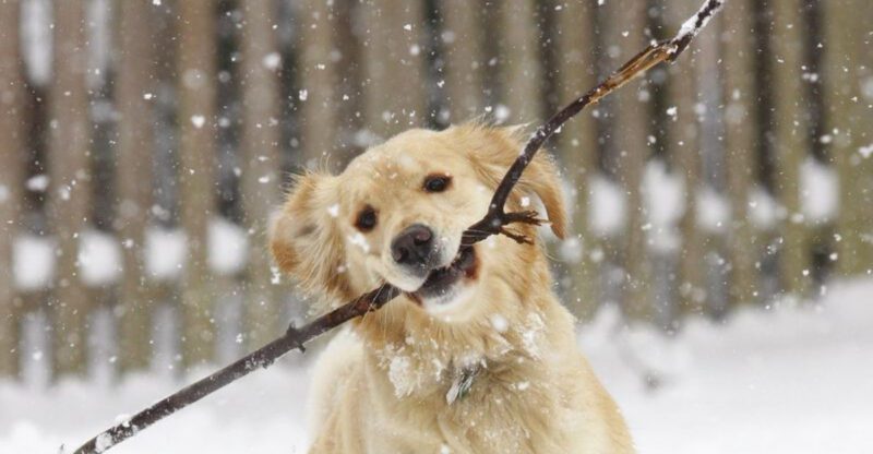 18 dog breeds that people think they understand until real life proves otherwise