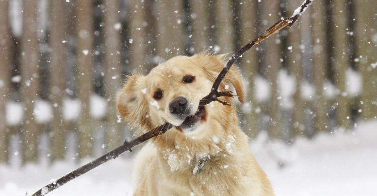 18 dog breeds that people think they understand until real life proves otherwise